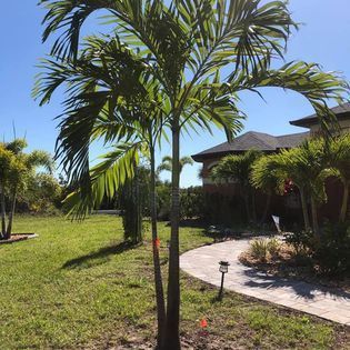 A palm tree is in the middle of a lush green field in front of a house