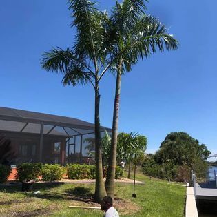 A man is standing next to a palm tree in front of a house