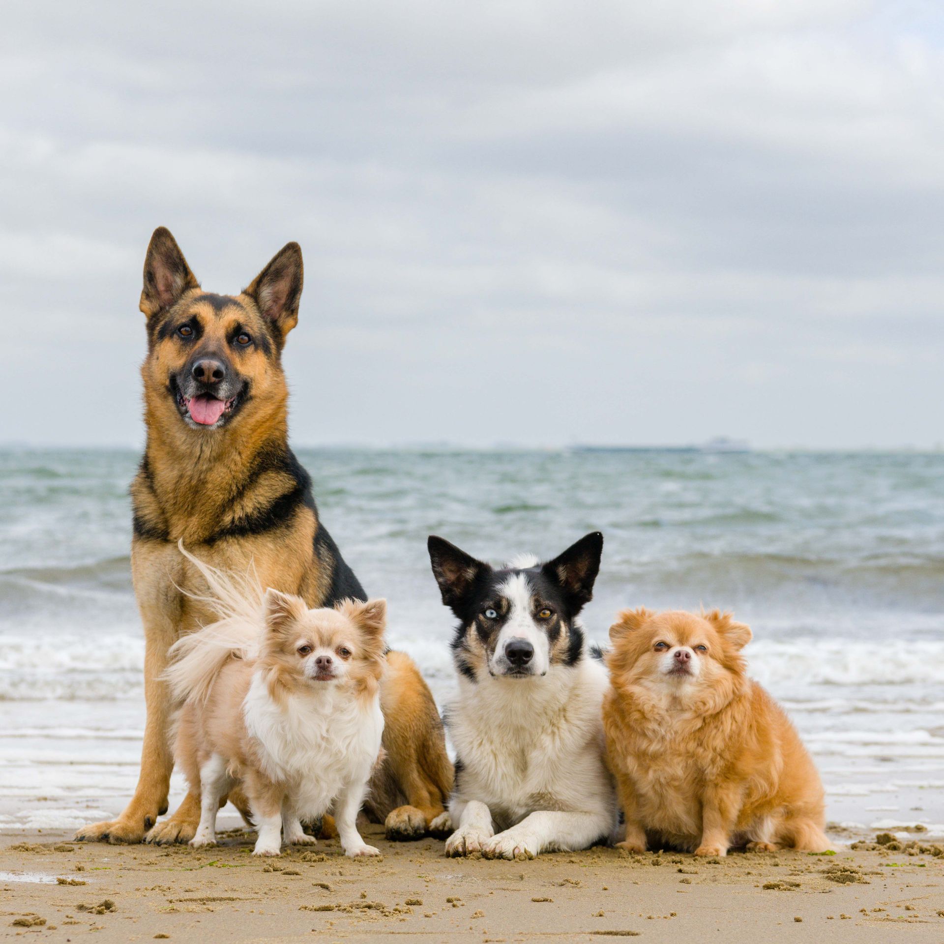 Portret van verschillende honden aan het water in Zeeland
