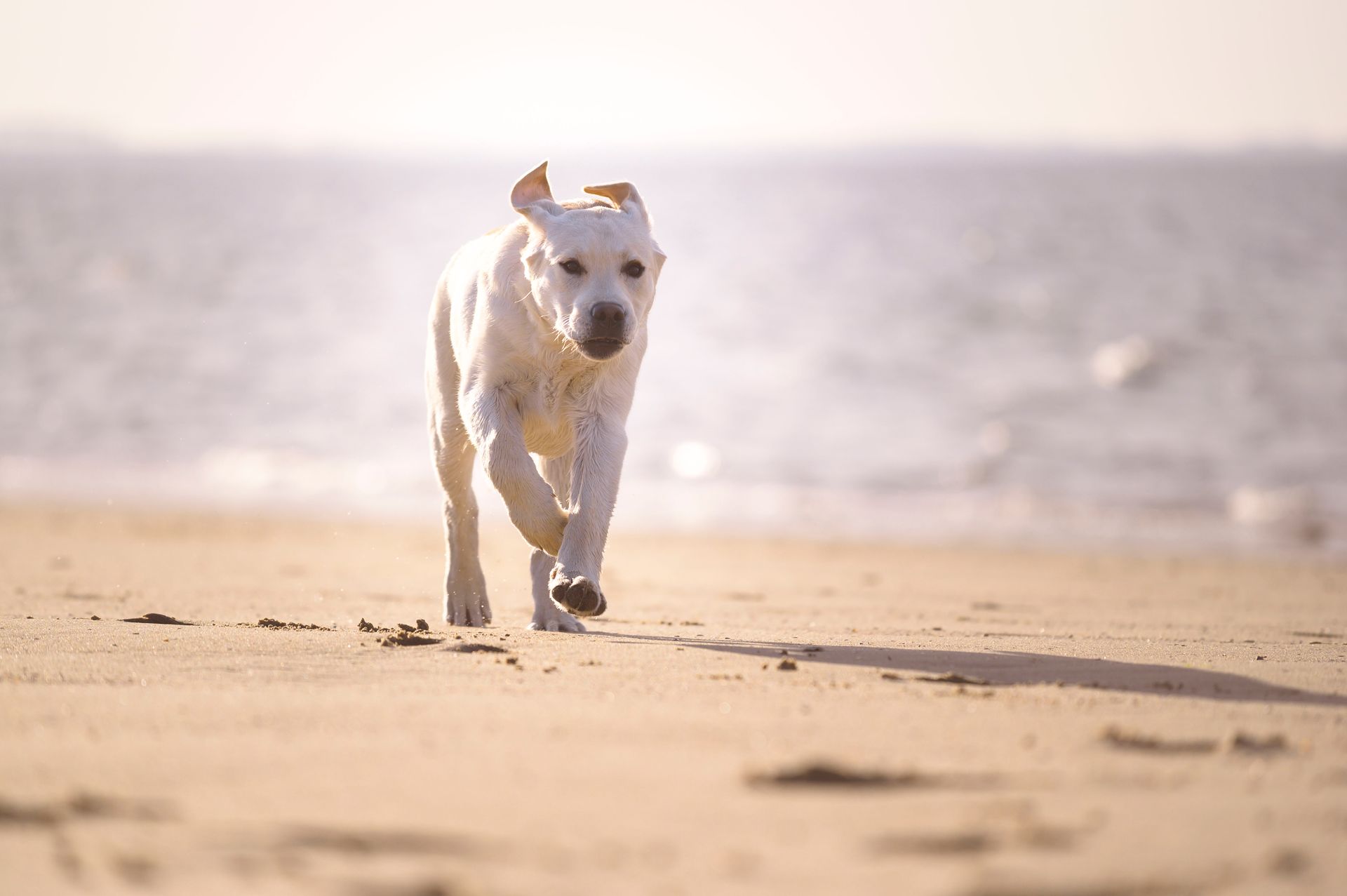 Actiefoto van Labrador Max op het strand 
