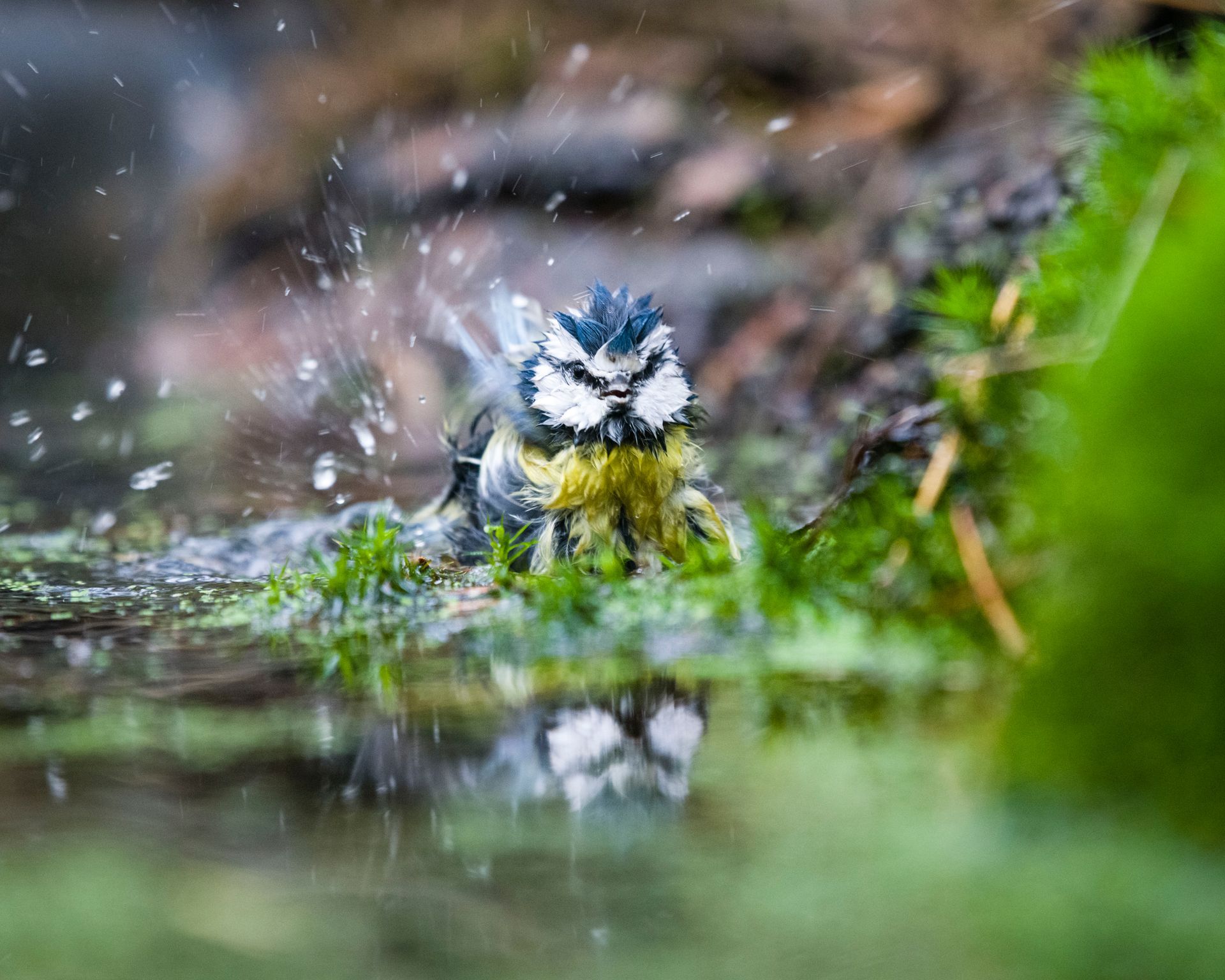 Lief klein vogeltje aan het badderen 