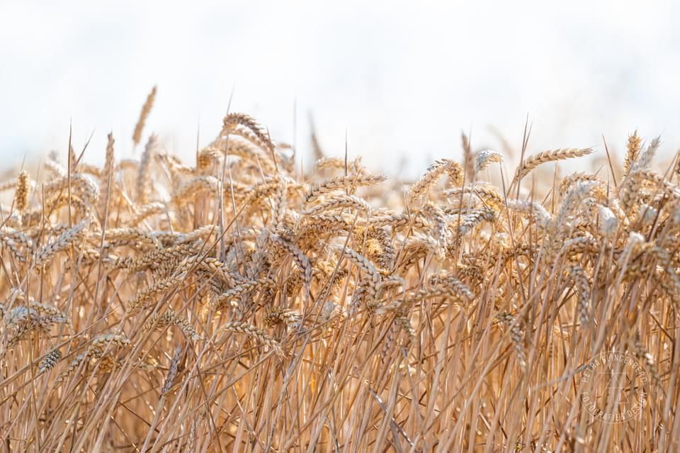 Tarwe van Akkerbouwer van Dijke op het land aan de kattedijkse dijk in Zeeland. 