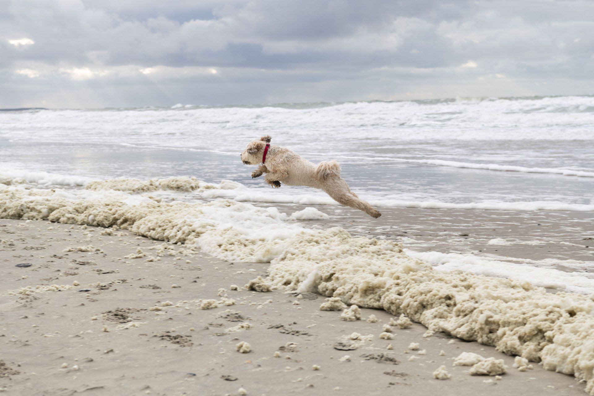 Actiefoto hond Seppe aan het Noordzee Strand bij Neeltje Jans
