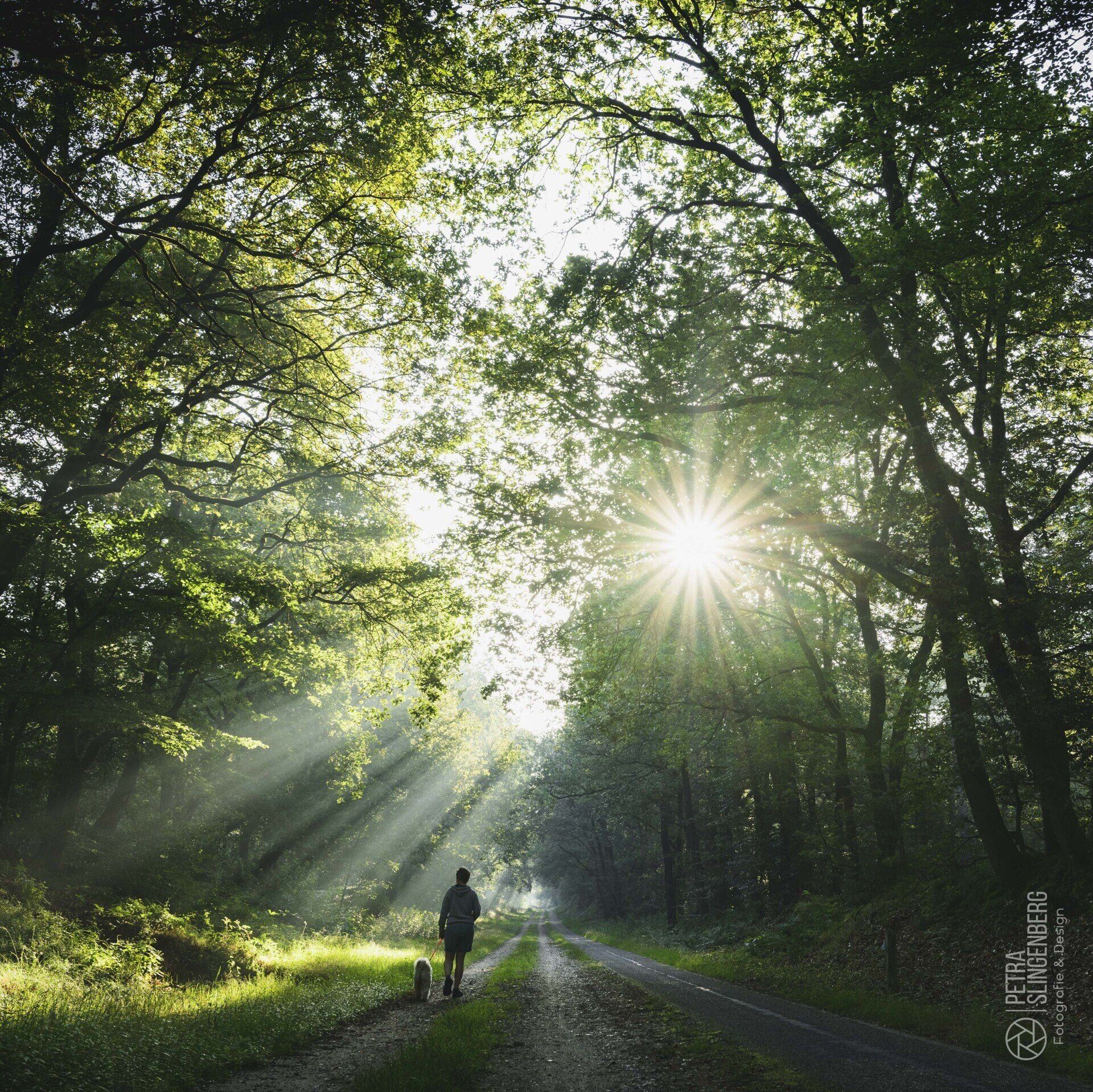 Zonneharpen in het bos die zorgen voor tegenlicht. Wandelen met de hond