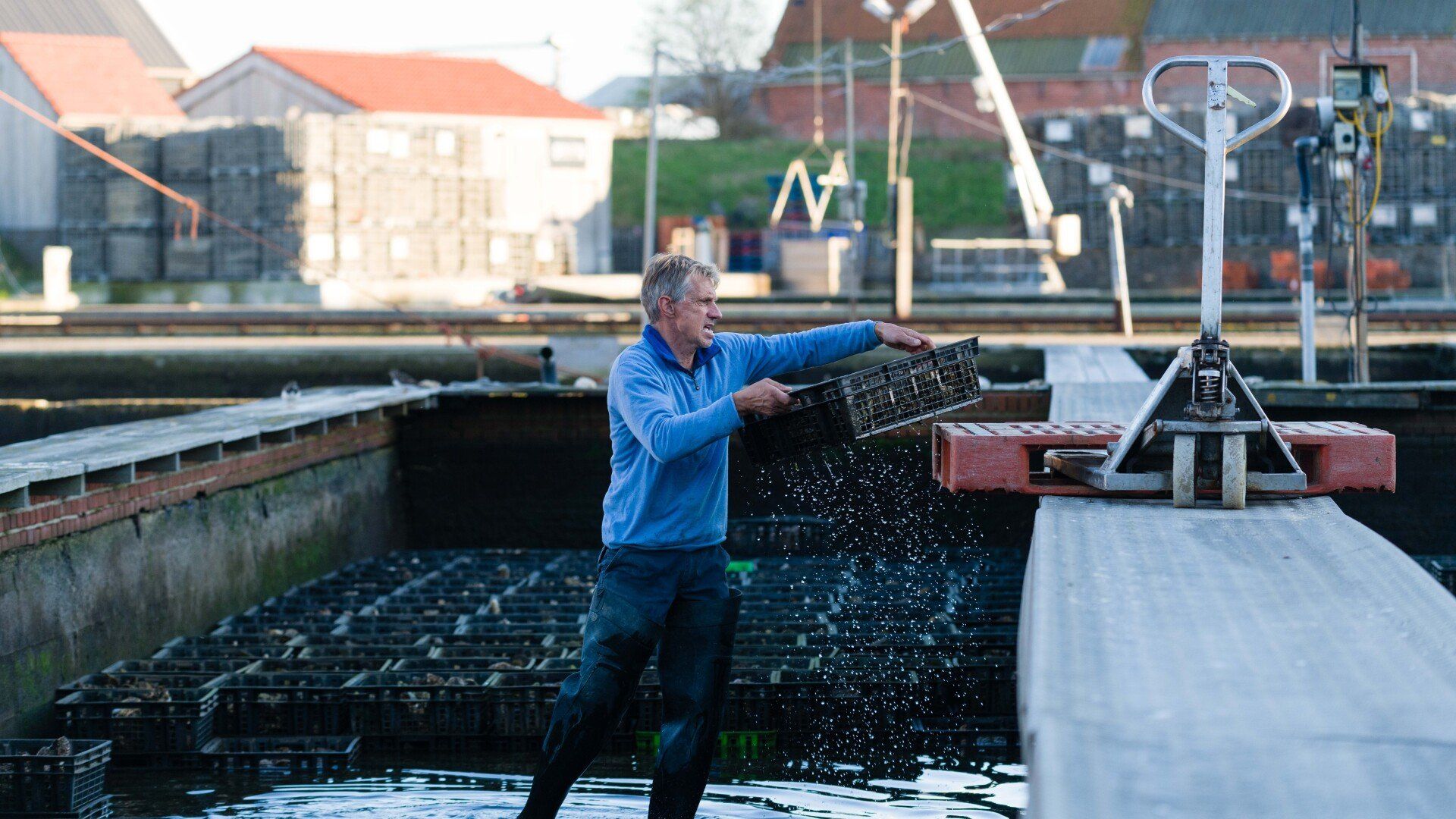 Oesterputten in Yerseke, de Oesters worden geoogst