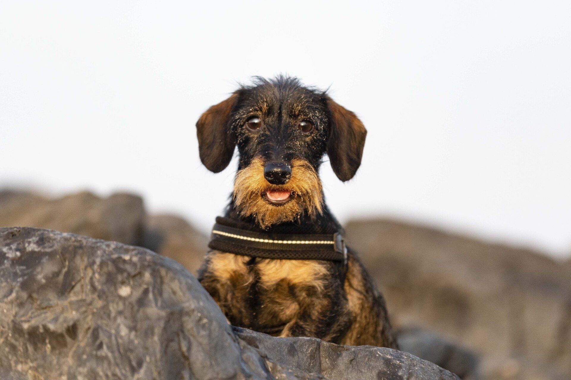 Portet foto van teckel 