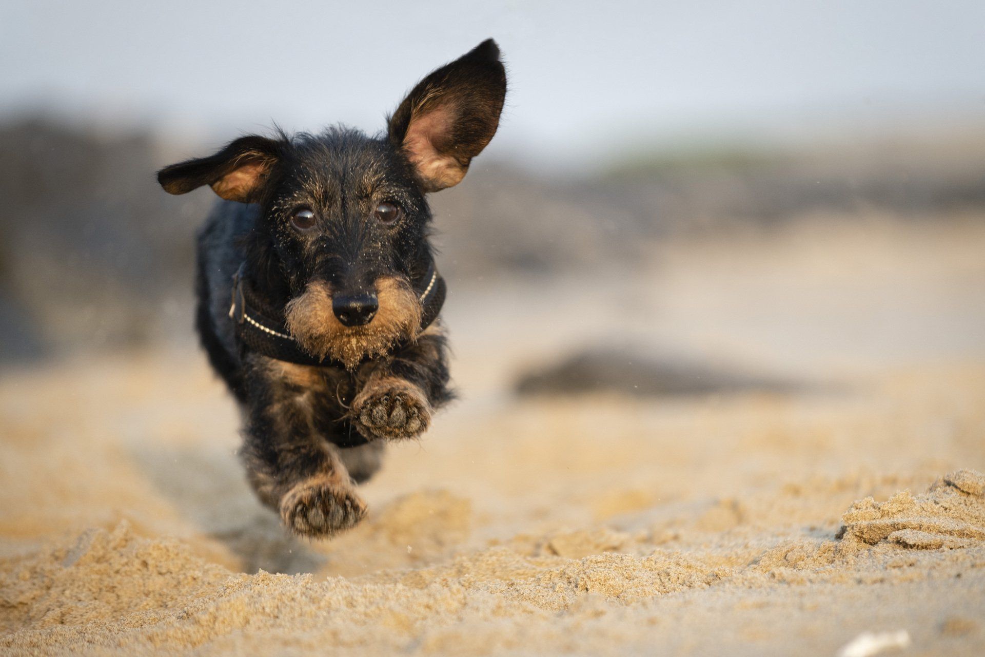 Actiefoto van teckel