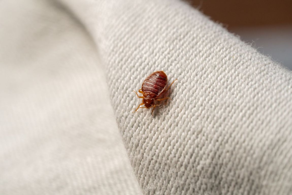 Small brown bed bug on white fabric fold