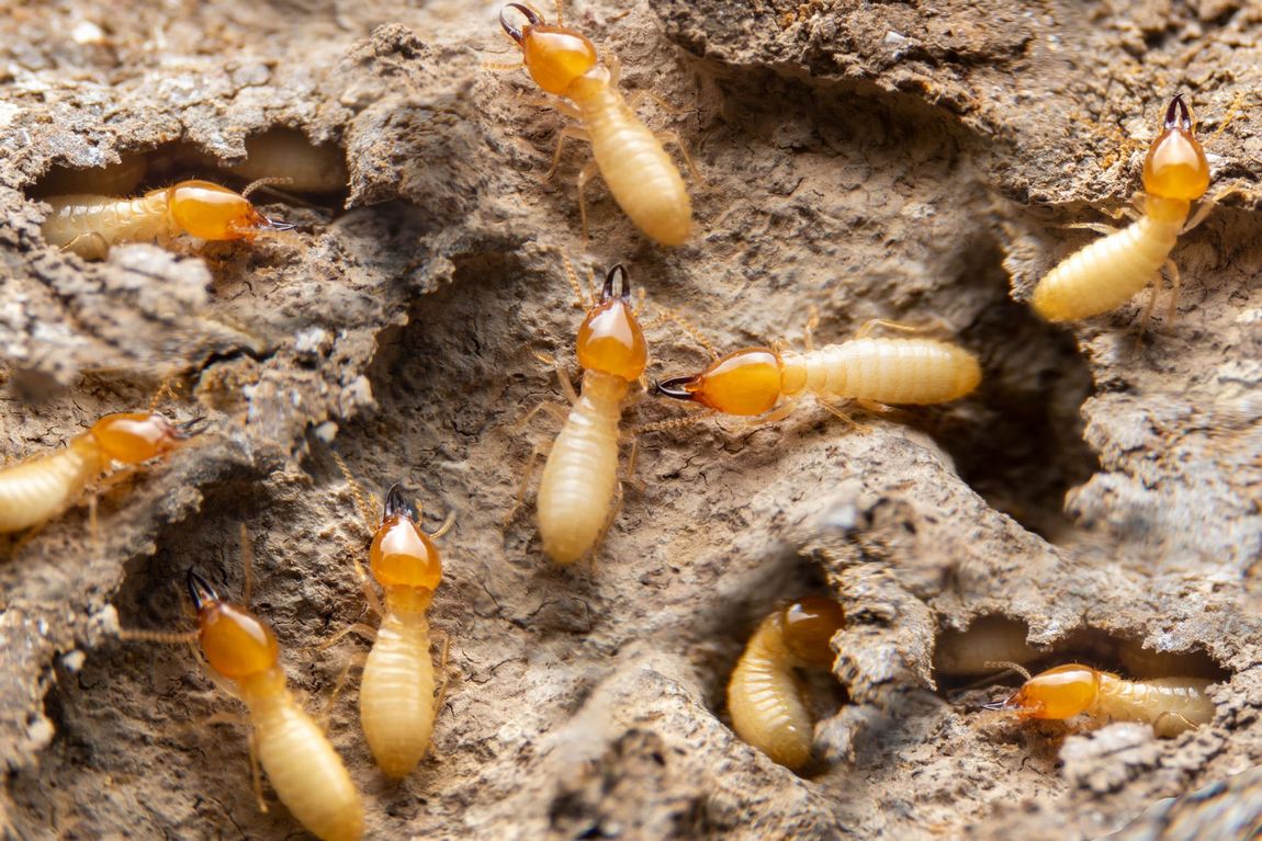 Several termites with pale bodies and orange heads crawl in a dirt nest tunnel.