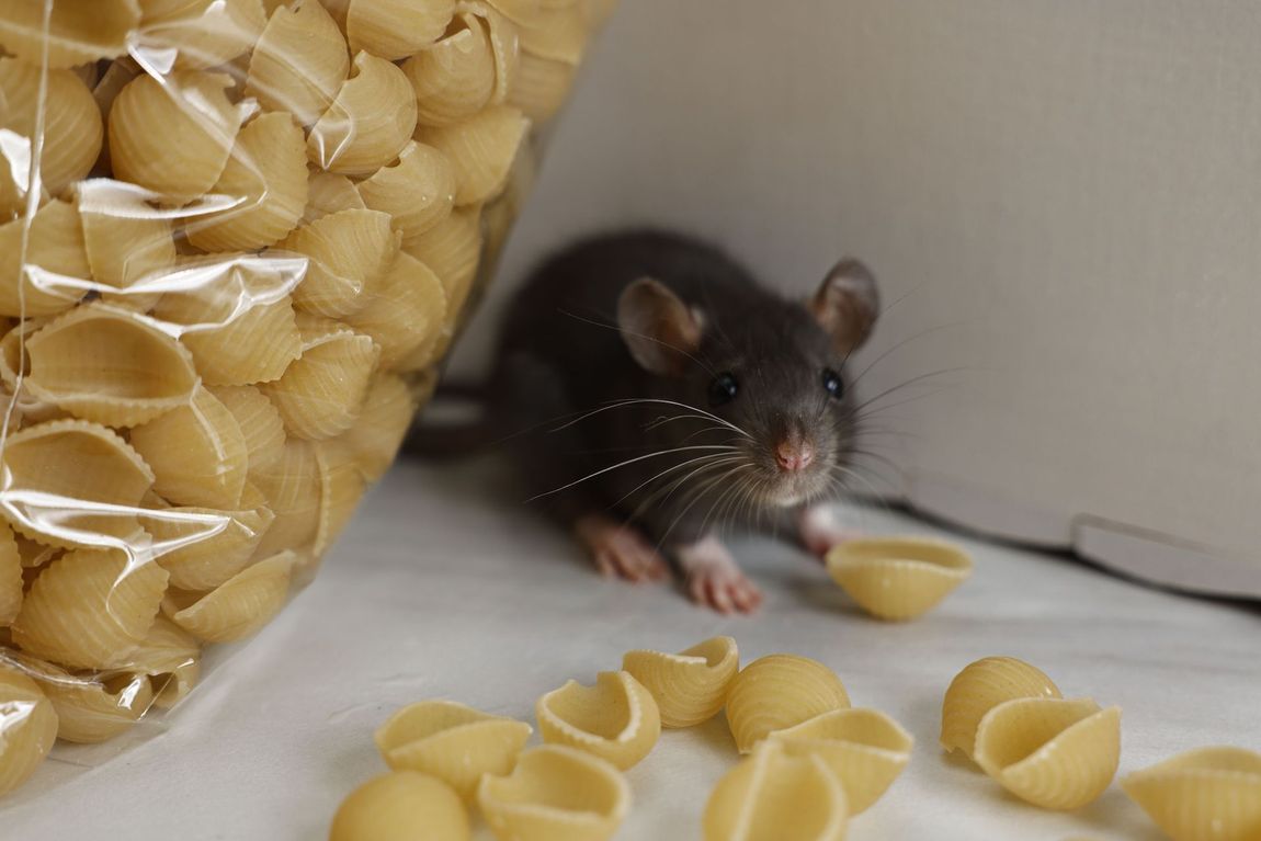 Black mouse peeks from behind a bag of pasta, with bow-tie noodles scattered on a tabletop
