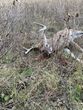Sobo's testimonial guided mule deer hunt with Jon Thornton