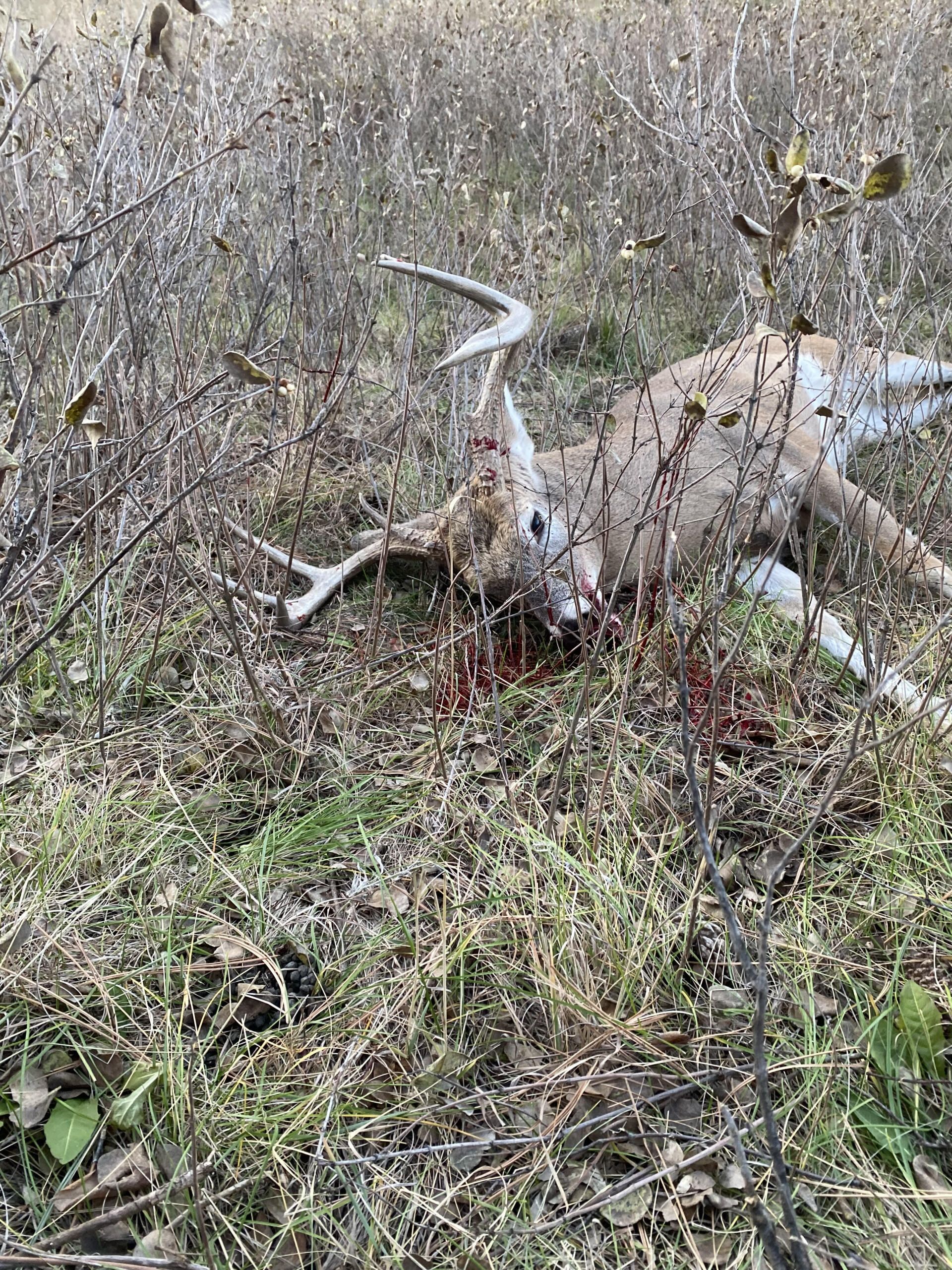 Sobo's testimonial guided mule deer hunt with Jon Thornton