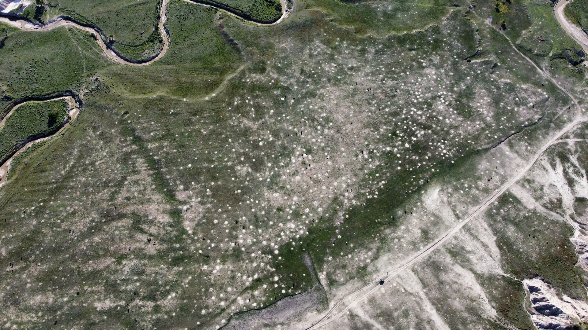 sobos aerial view of prairie dog town