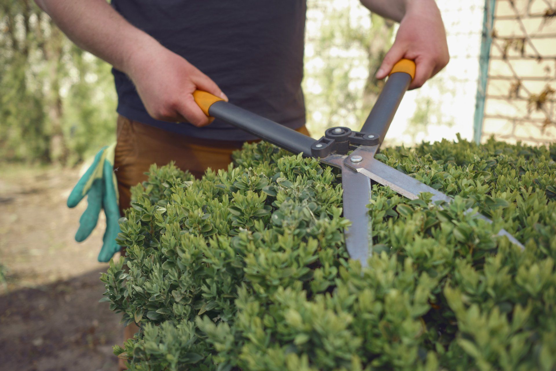 A man in his backyard, using hedge shears to trim a lush green shrub with his bare hands.