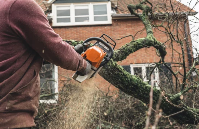 Arborist using chainsaw to cut sections of wood from fallen old oak tree.