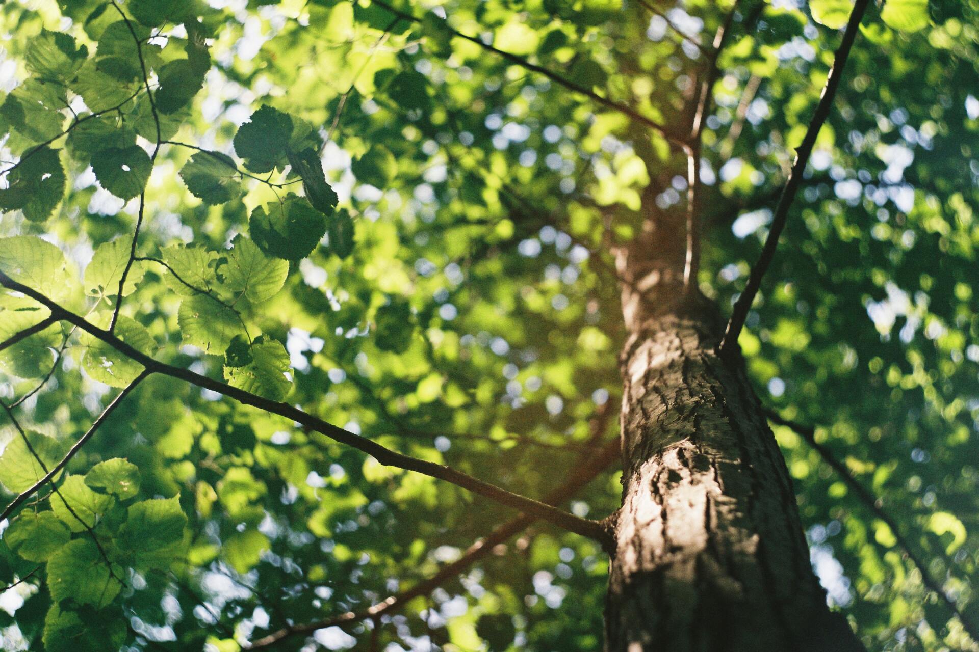 An imposing tree with sturdy branches and vibrant green leaves, standing tall in a lush forest.