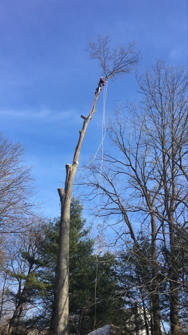 A man is cutting a tree with a chainsaw.