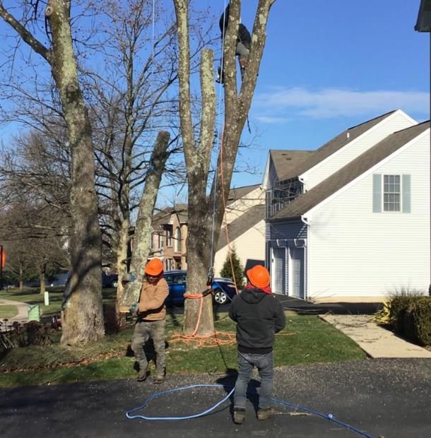 The sun is shining through the leaves of a tree.