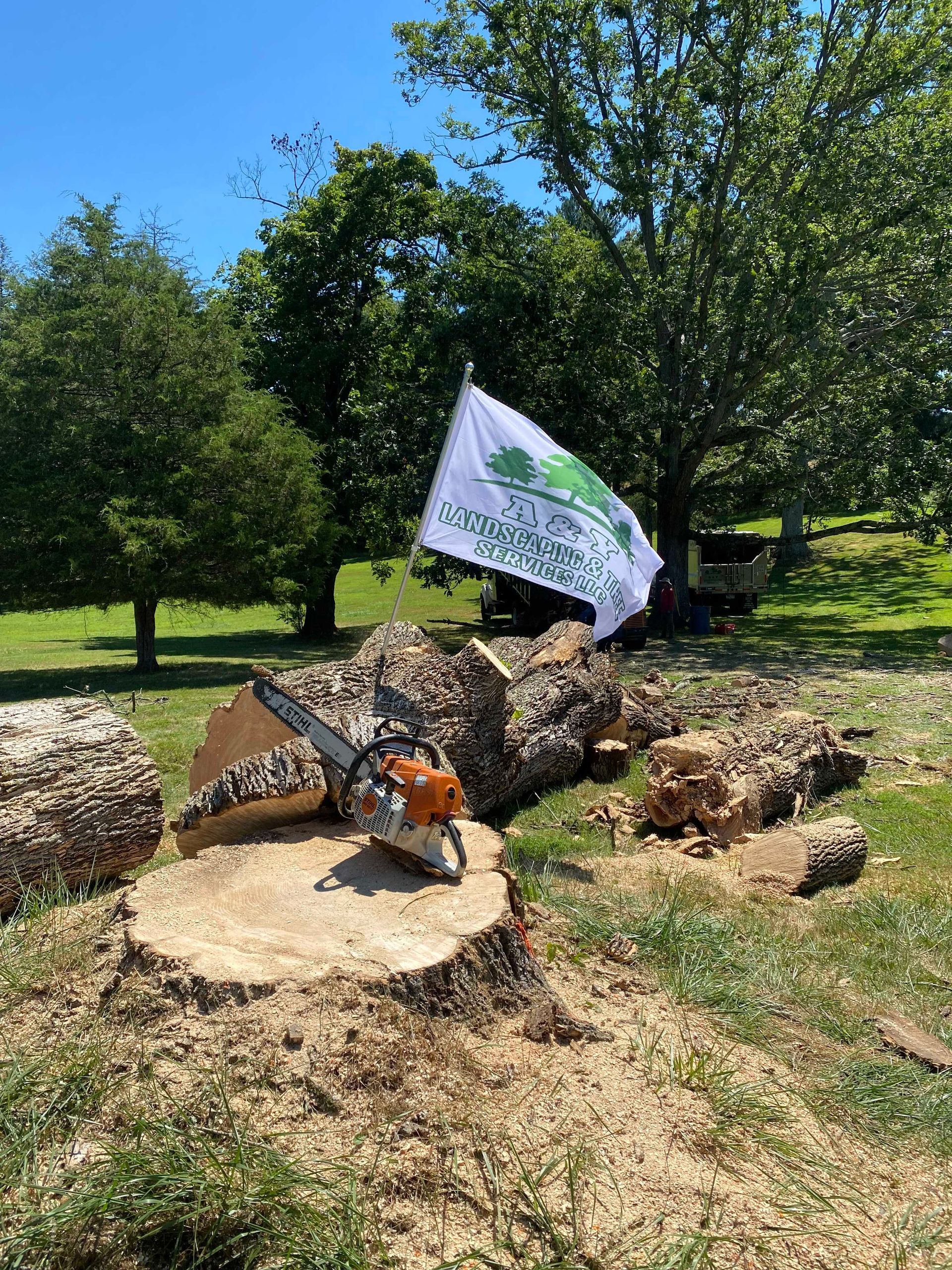 A large tree in the middle of a grassy field