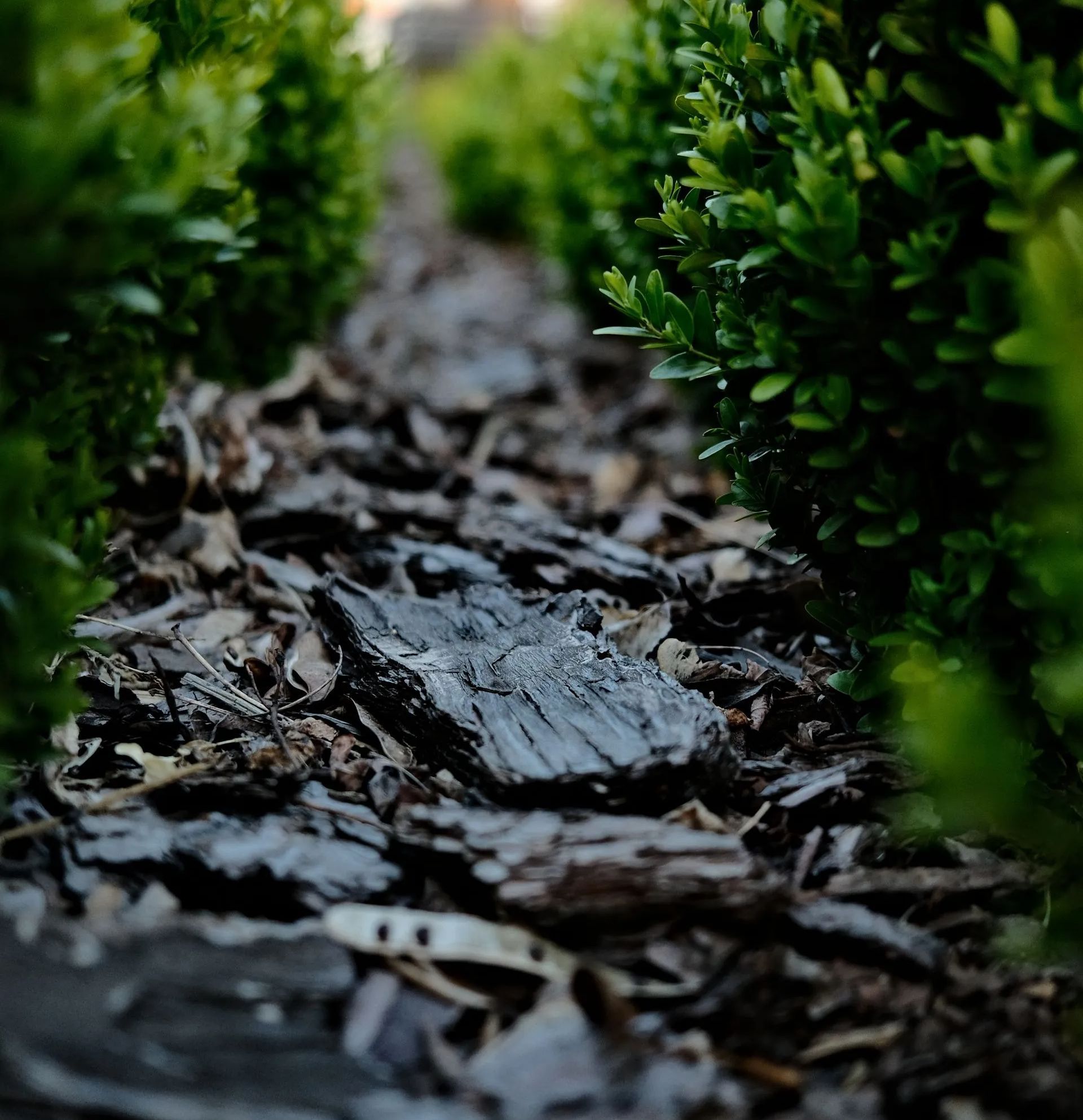 A close up of a pile of mulch surrounded by trees.