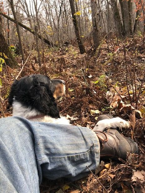 Dog in the woods with a man