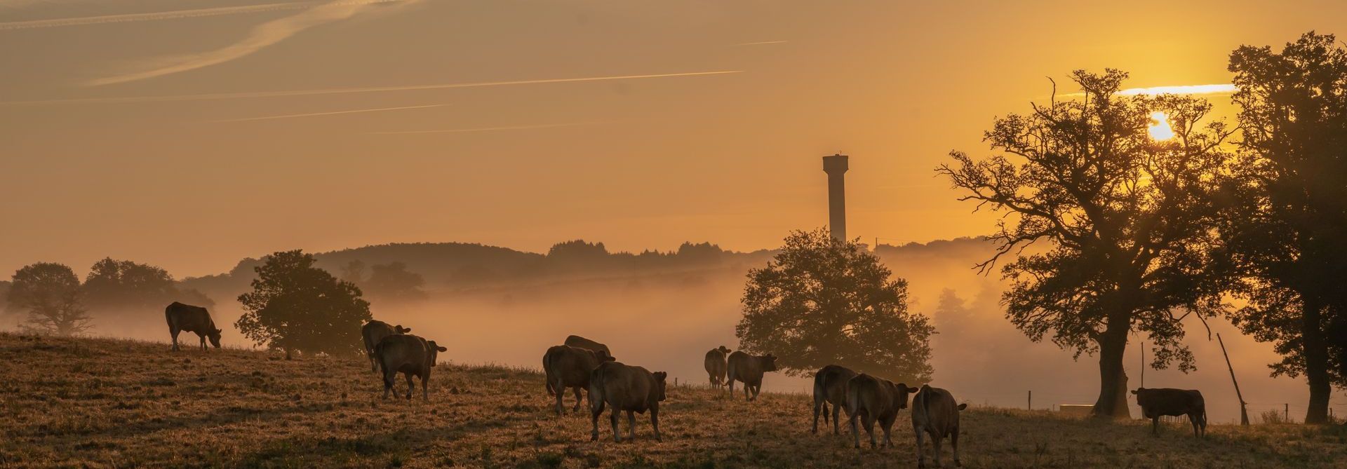 Horses in a pasture at dawn.