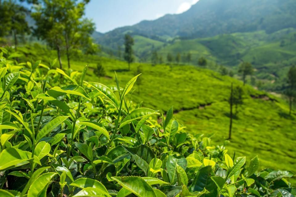tenuta di un'azienda agricola