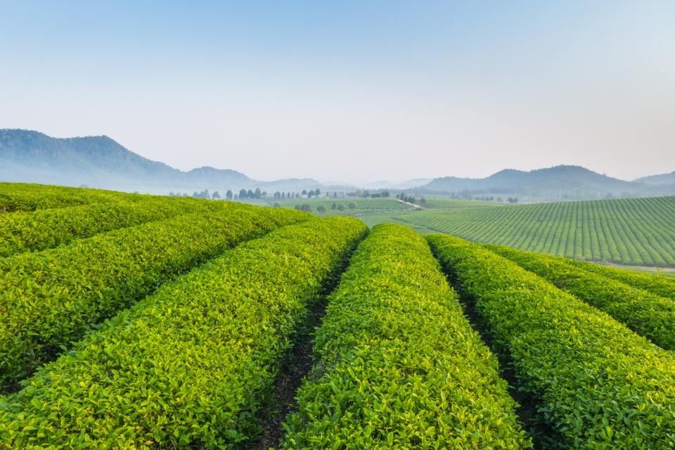 campi di un'azienda agricola