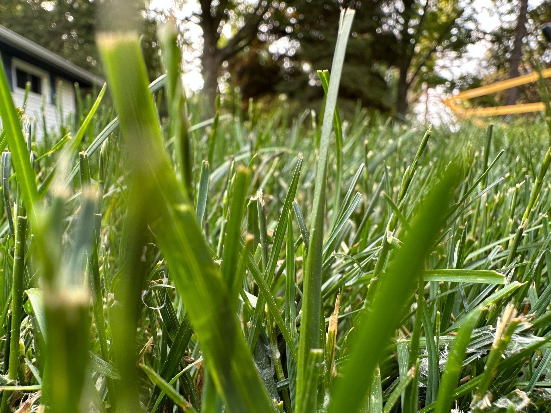 A lush green lawn with trees in the background and a pile of mulch in the middle.