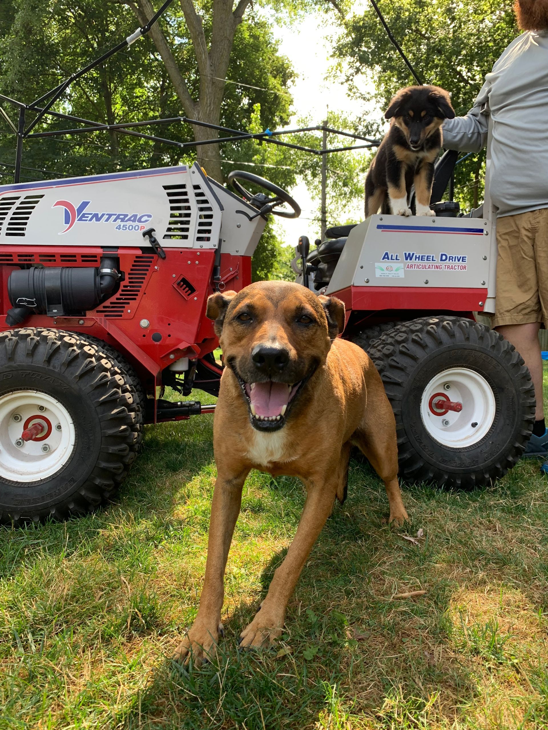 Pawsitively Perfect Lawns: Keeping Your Yard Pest-Free and Pup-Approved!