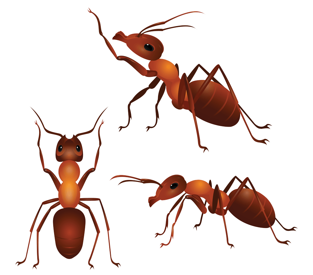 three-ants-cartoon