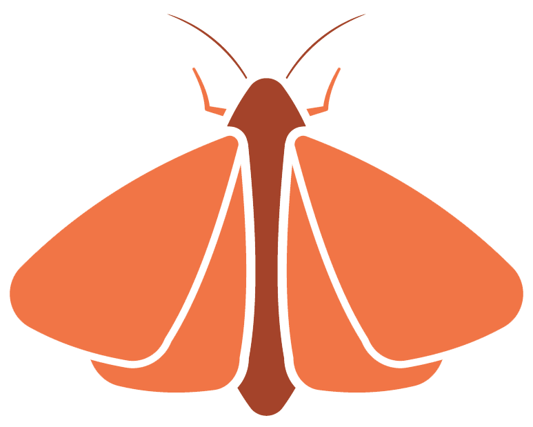 moth-cartoon