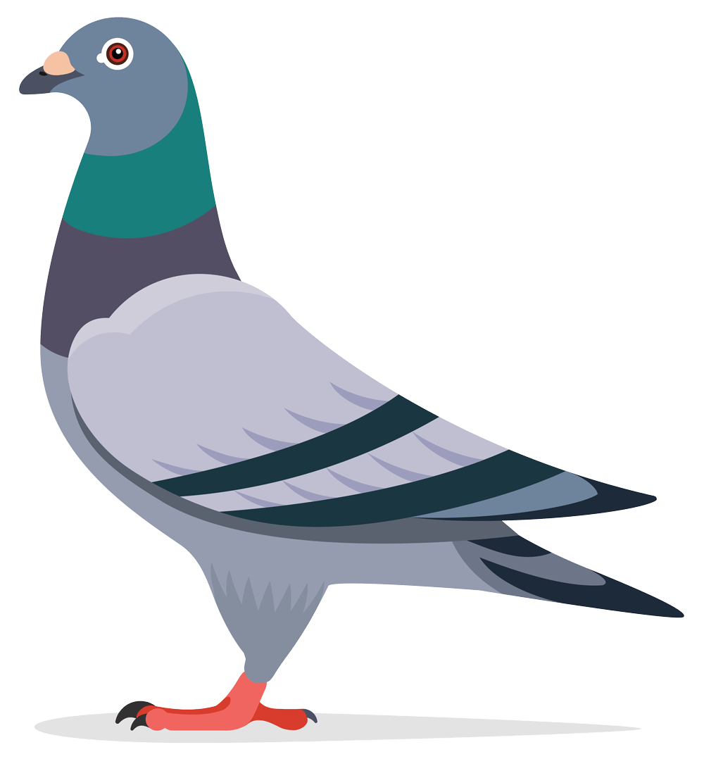 pigeon-cartoon