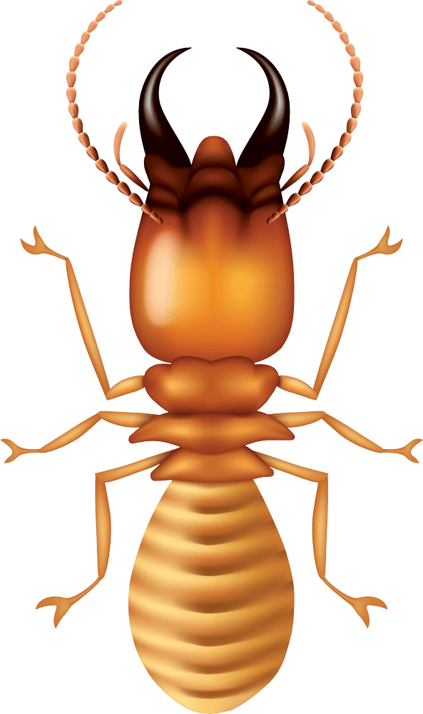 termite-cartoon