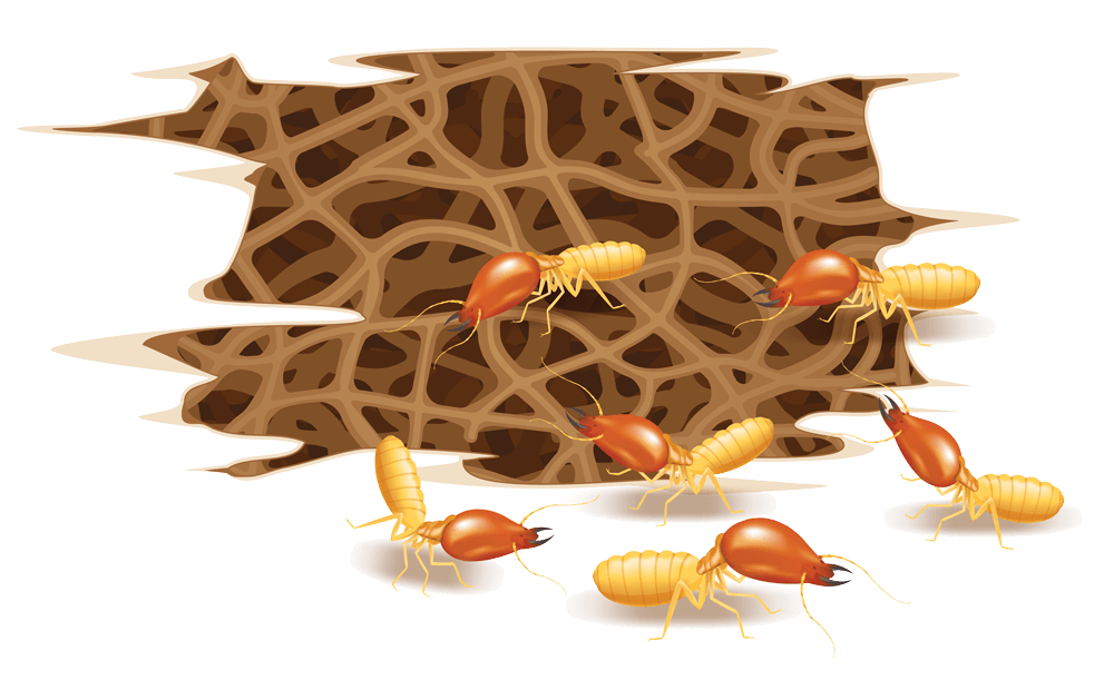 termite-colony-cartoon
