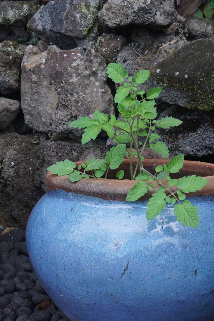 Pottery, Garden, Natural pot, Container Gardening.