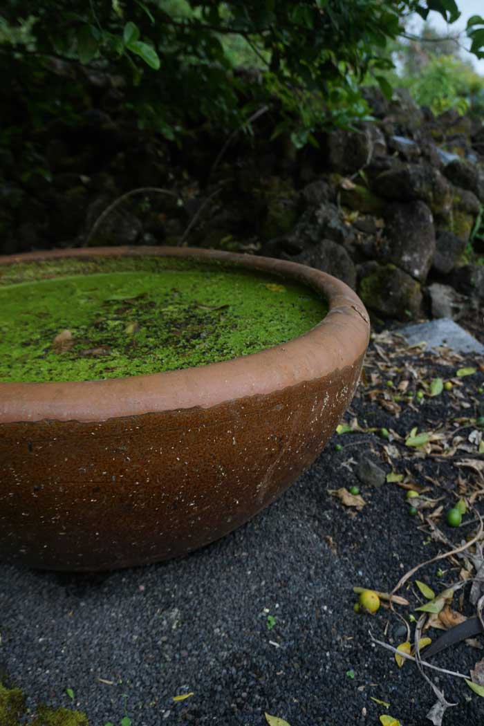 Rustic Water bowl, Pottery, Garden, Natural pot, Container Gardening.