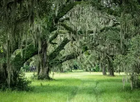 2026-11-05: Tom Yawkey Wildlife Center Heritage Preserve, Georgetown, SC