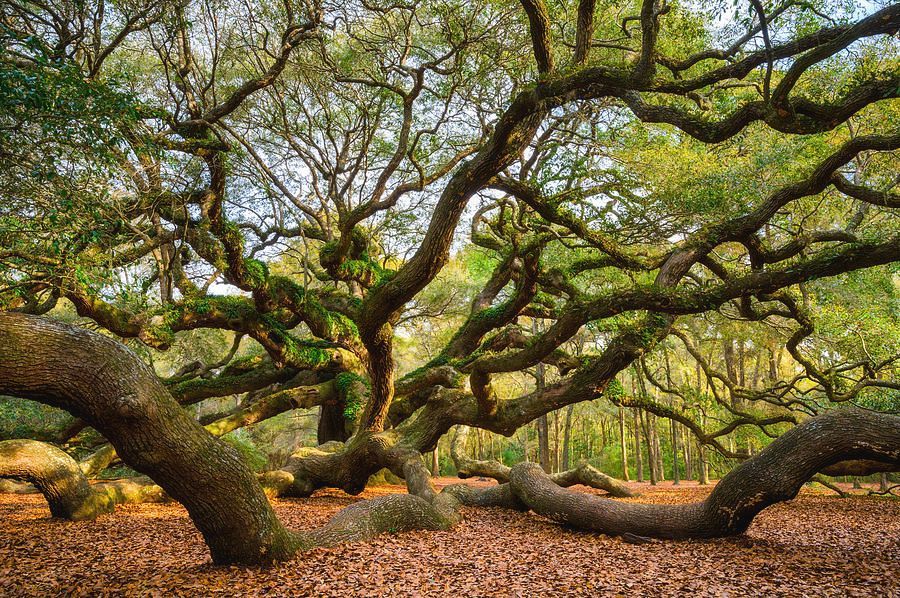 2026-05-07: Charleston Tea Plantation and Angel Oak, Charleston, S.C.