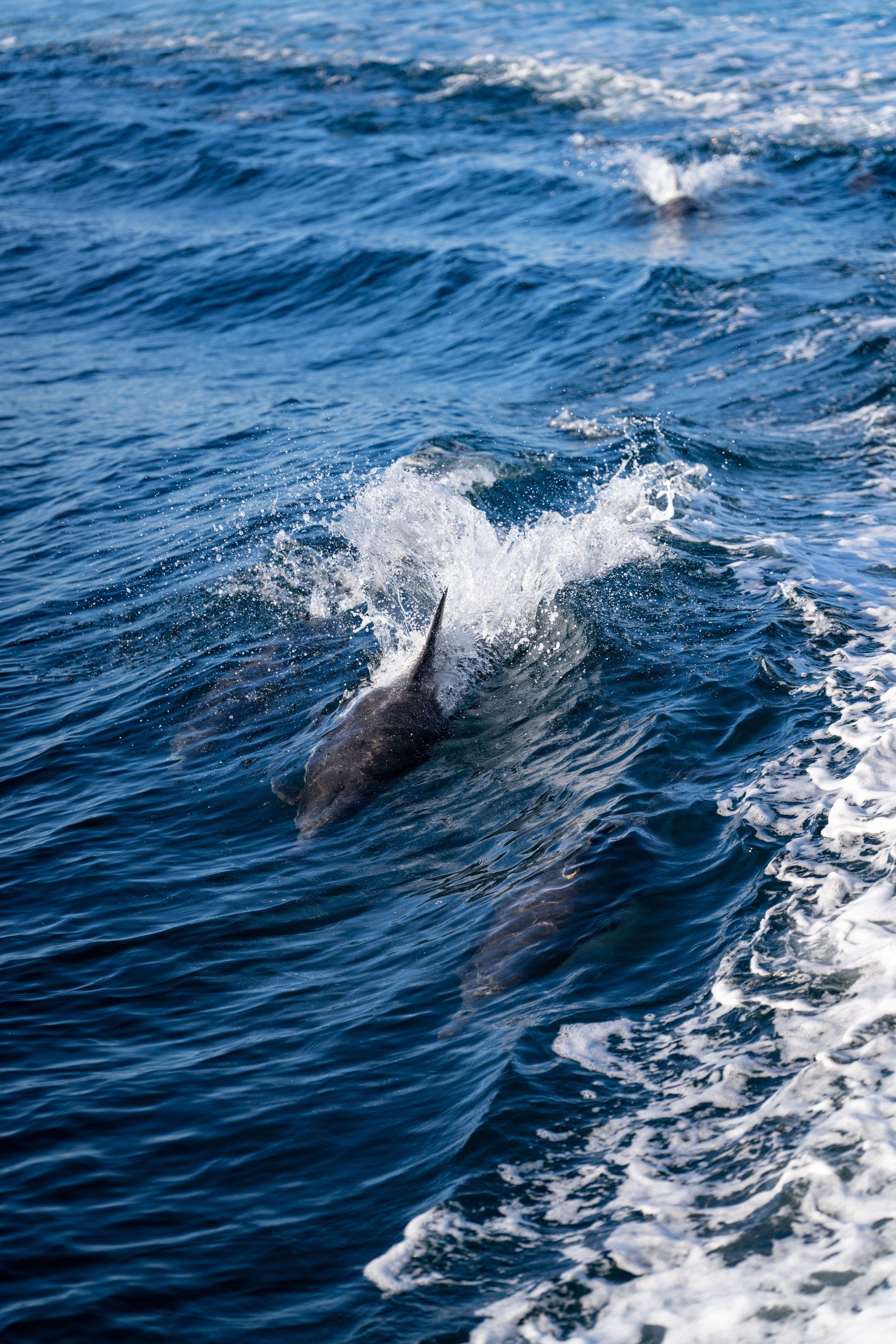 2026-09-21: Dolphin & Island Cruise on a Catamaran, North Myrtle Beach, SC