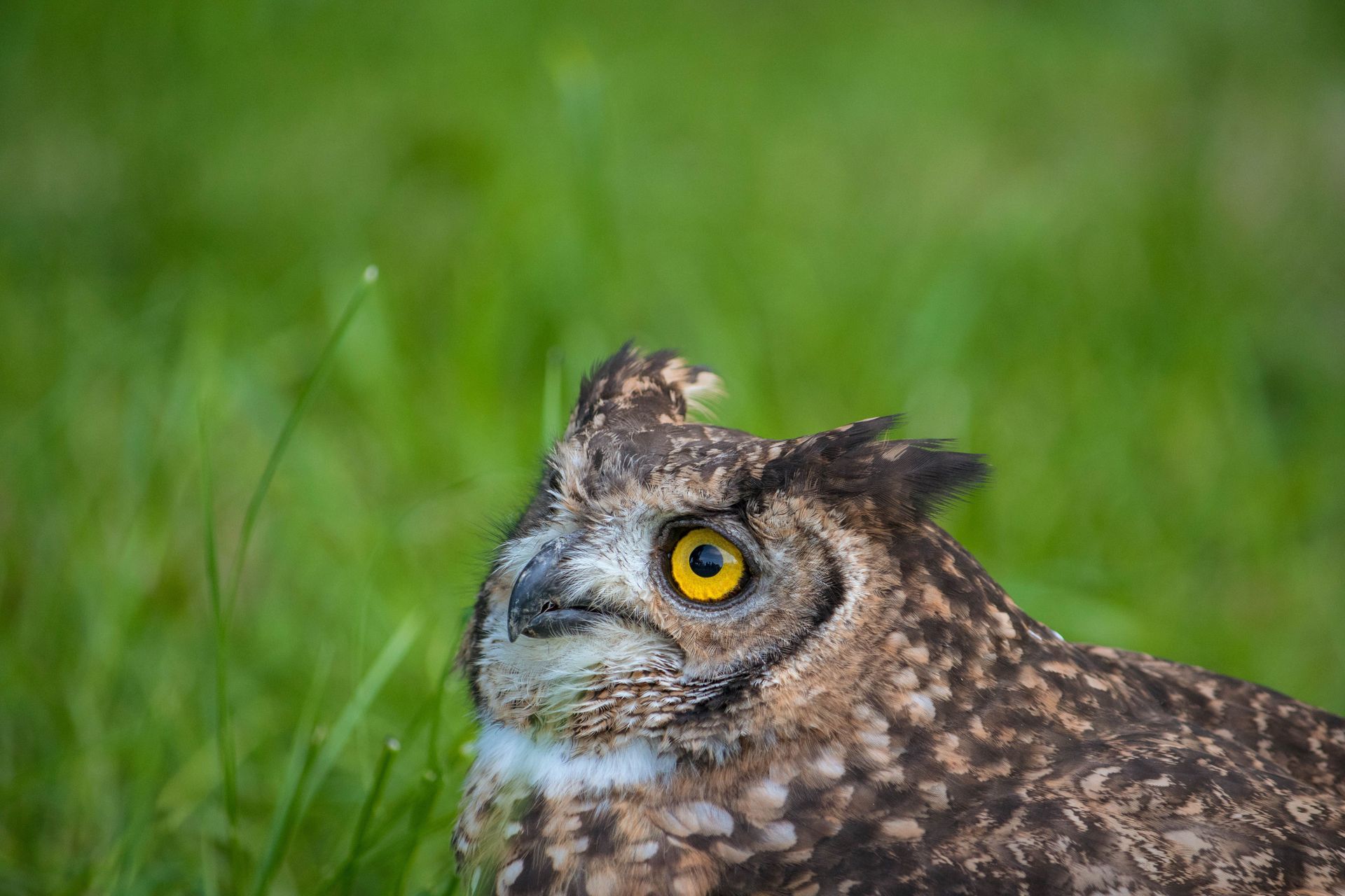 2026-11-12:  Birds of Prey Center for their exclusive 