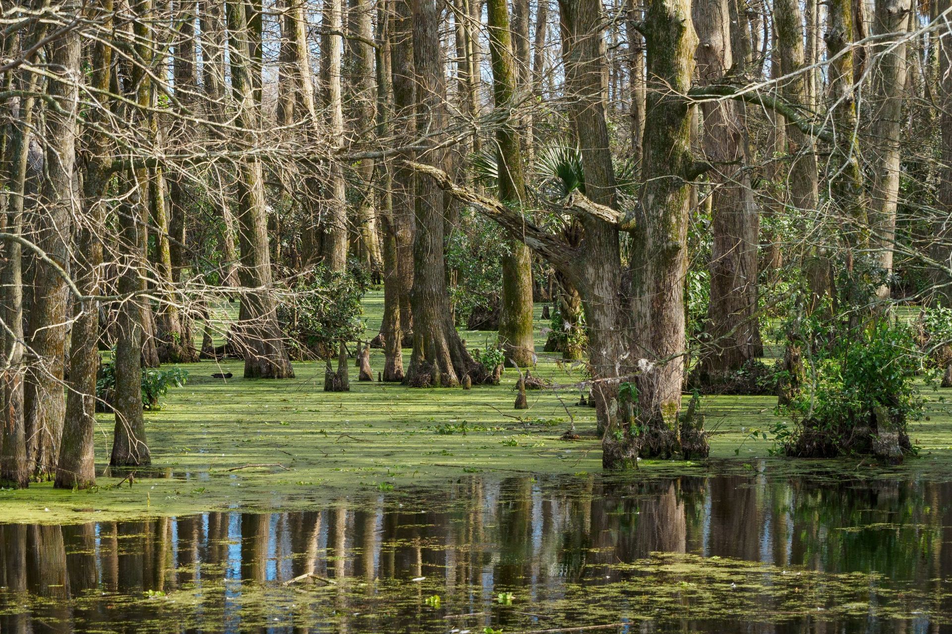 2026-10-29: Cypress Gardens, Moncks Corner, SC