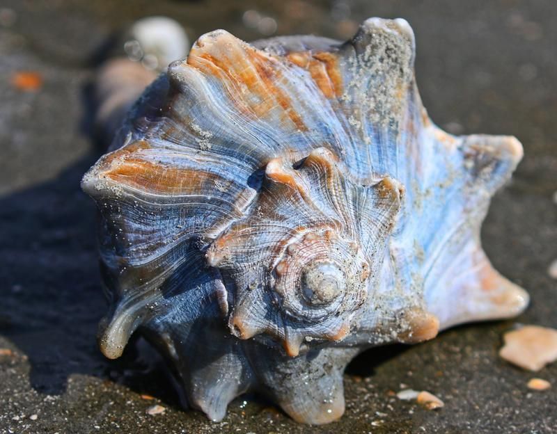 2026-05-18: Bulls Island Beach Drop, Awendaw, SC