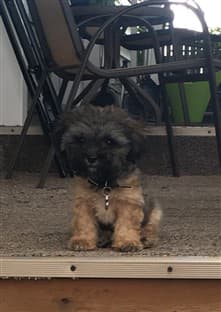 Maltipoo puppy 16 weeks old