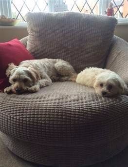 Two Maltipoo dogs on sofa