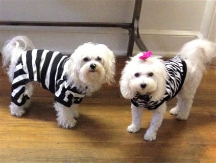 Maltipoos in Halloween costumes, zebra and convict
