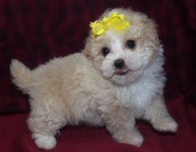 3 month old Maltipoo puppy