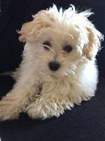 Maltipoo with curly coat