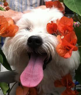 funny-maltipoo-dog