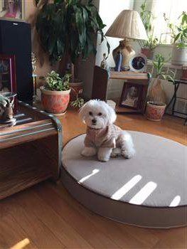 Maltipoo 10 months old, white coat